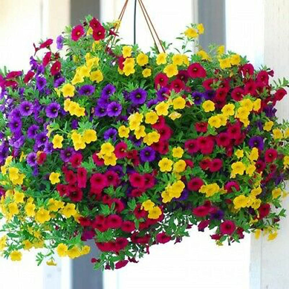 VAACNEE MOCCUROD hanging petunia seeds in mixed color for vibrant containers.