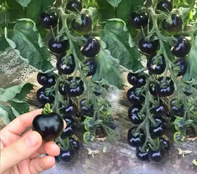VAACNEE MOCCUROD plants thriving in pots for container gardening