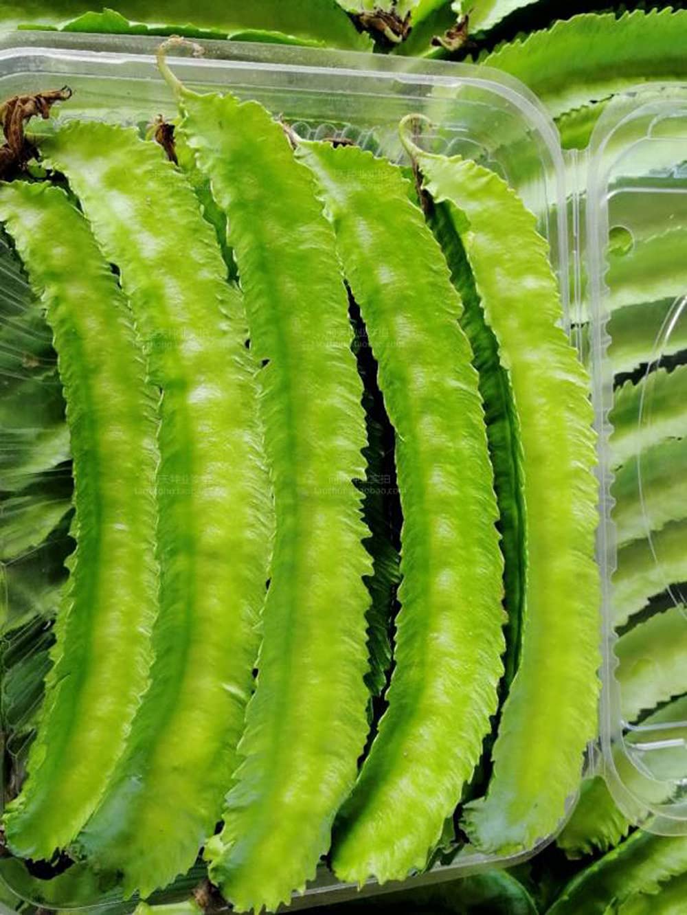 VAACNEE MOCCUROD ready-to-harvest beans hint at versatile kitchen uses
