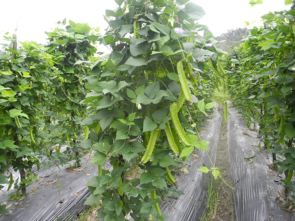 VAACNEE MOCCUROD seedlings bathed in sunlight illustrate healthy growth potential