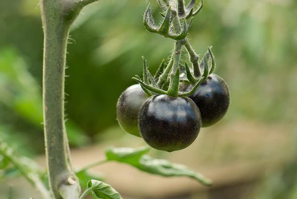 VAACNEE MOCCUROD close-up of dark cherry fruits with rich, sweet hints
