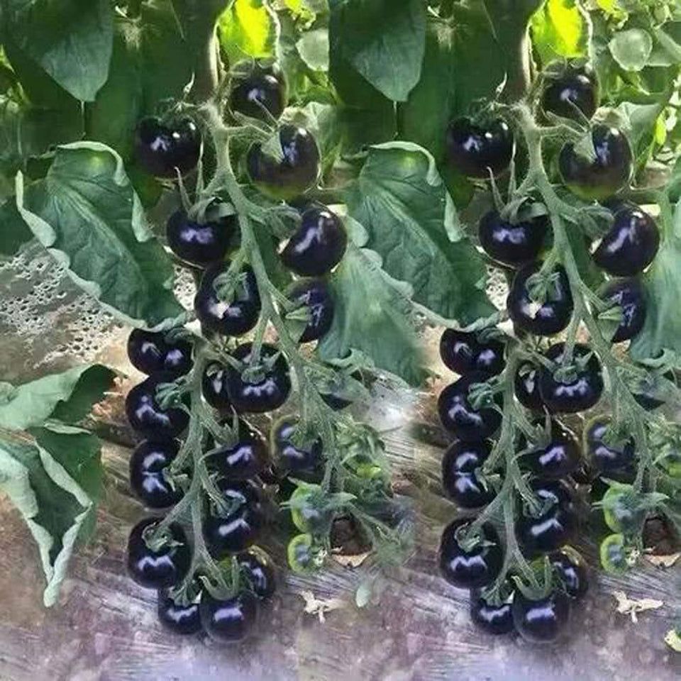 VAACNEE MOCCUROD seed pack for easy balcony gardening