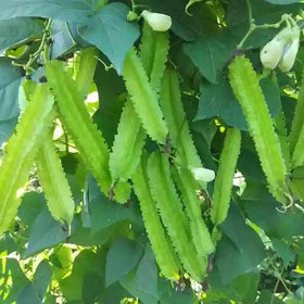 VAACNEE MOCCUROD seed pack front view for garden-ready planting and beginner-friendly sprouting