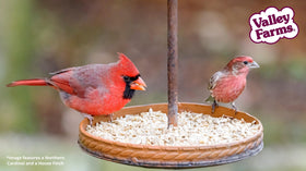 Valley Farms hearts provide natural energy for wild birds.