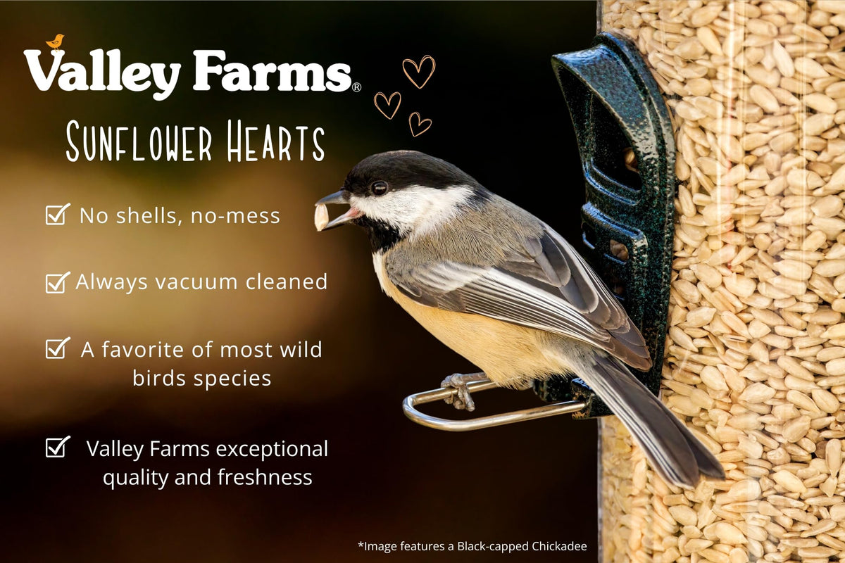 Valley Farms hearts in window feeders for closer bird watching.