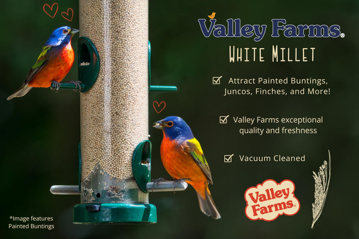 Valley Farms White Millet with a mixed flock of wild birds at feeders.