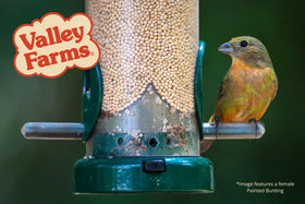 Valley Farms White Millet spread on the ground for ground-feeding species.