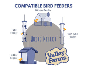 Valley Farms White Millet encouraging painted buntings at feeder.