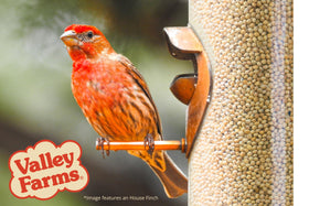 Valley Farms White Millet USA-made, family-owned brand.