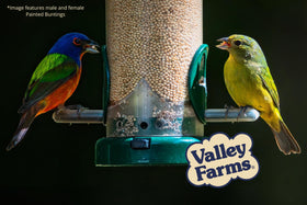 Valley Farms White Millet vacuum-cleaned and fresh for reliable feeding.