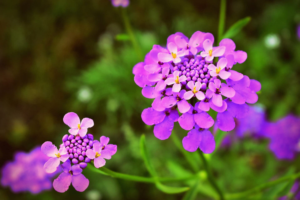 Valley Greene bushy 2-foot plants in garden for borders and color