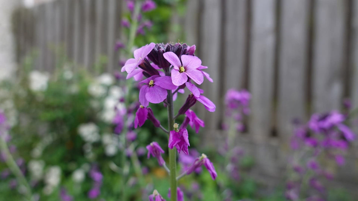 Valley Greene garden idea shot demonstrates easy sowing and color planning