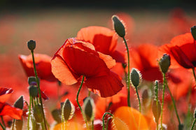 Valley Greene showy late-summer fall colors for vibrant beds