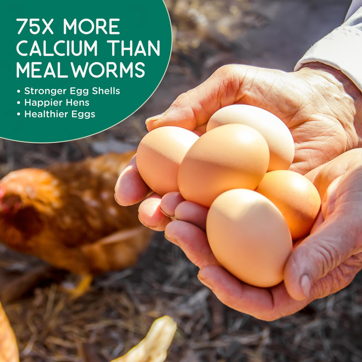 Value Grubs BSF larvae illustrating calcium boost for stronger eggshells.