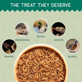 Value Grubs BSF larvae in a bowl showing easy storage and serving.