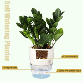 Vanavazon 3-pack African violet pots for coordinated display
