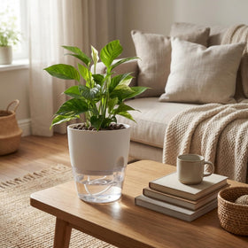 Vanavazon planter side view shows compact footprint for shelves