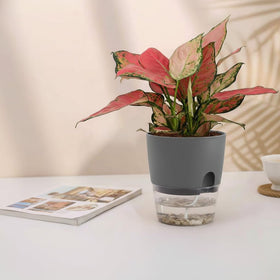 Vanavazon African violet pot with wick rope in grey detail