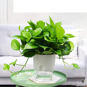 Vanavazon modern round design complements home decor