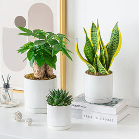 Vancasso balanced sizes fit tabletops shelves and patios