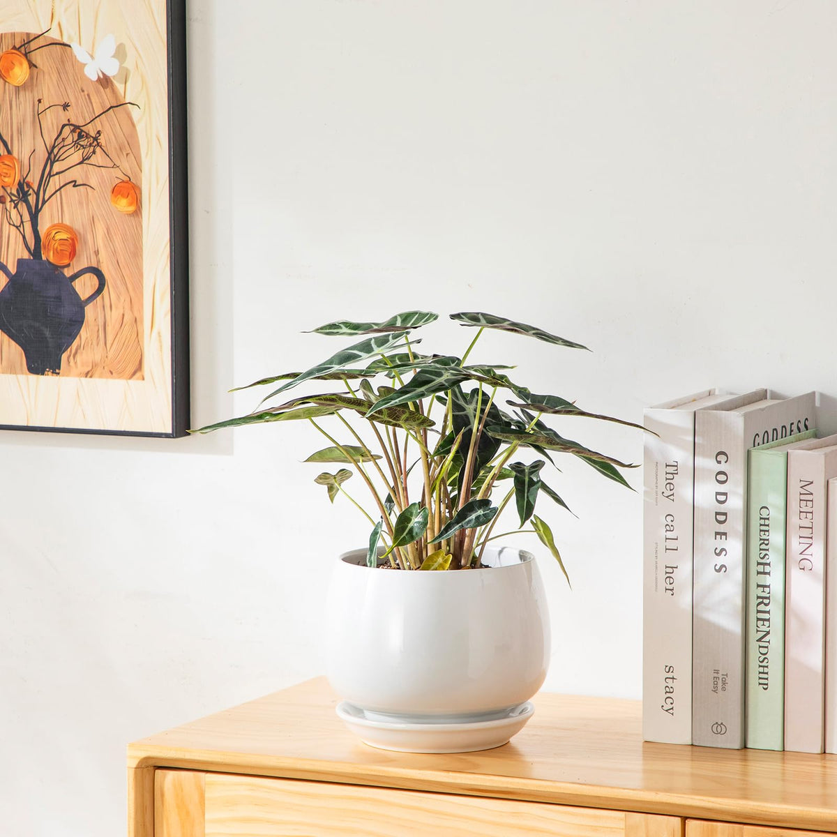 Vancasso planters displayed on a wooden surface for stability.