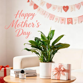 Vancasso gift-ready plant pots ideal for home decor and new homes