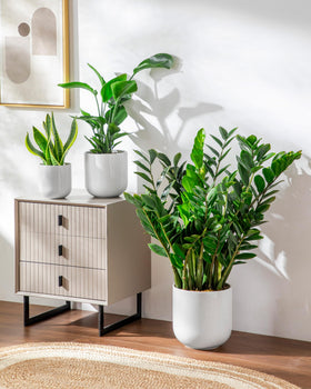 Office corner with a Vancasso plant pot for ambience.