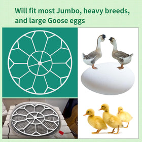 Vanshly JGT360 tray dimensions 12-3-8 wide for jumbo eggs.