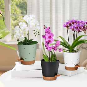 Vanslogreen multicolor set complements decor while housing plants.