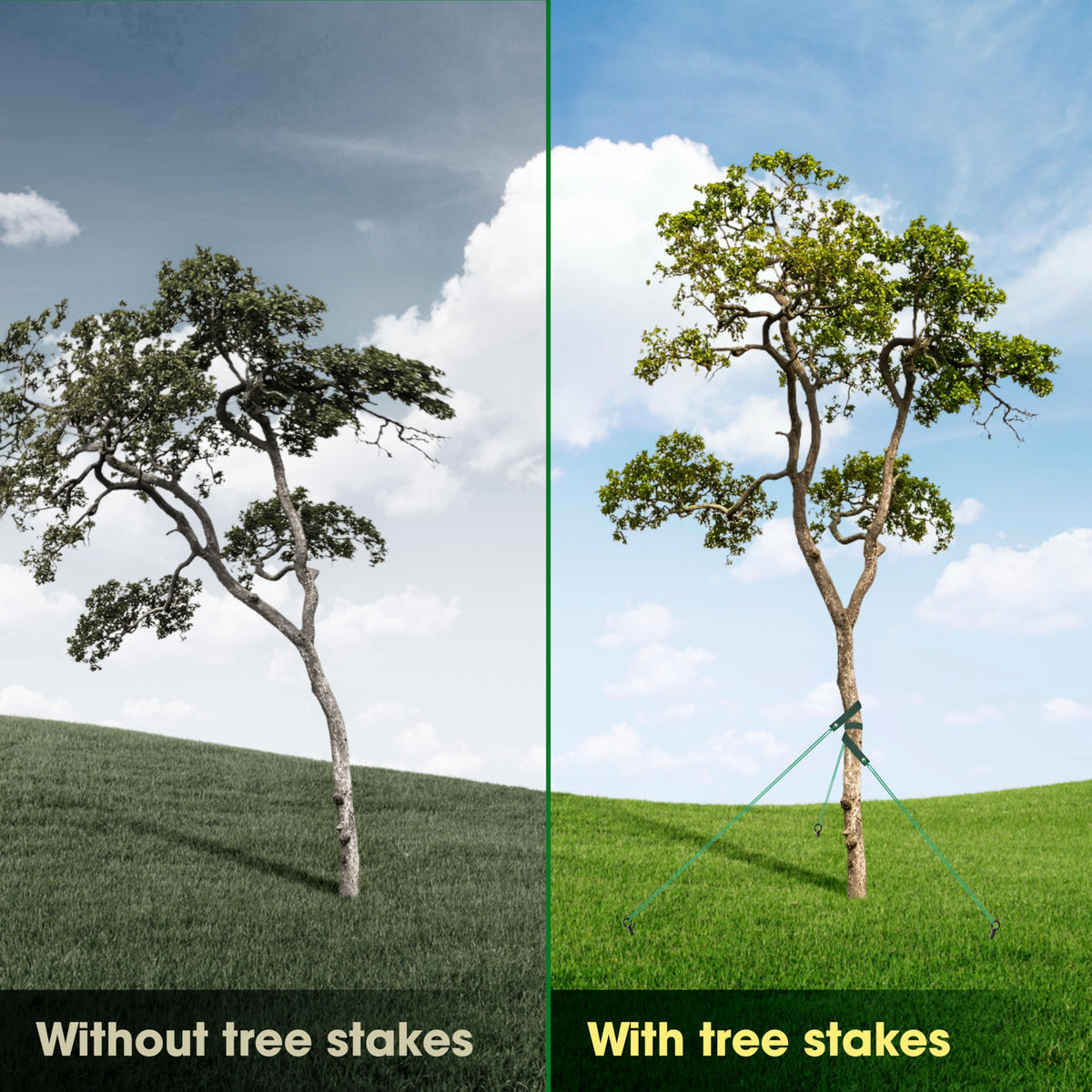 VASGOR adjustable straps secure young trees against wind with confidence.