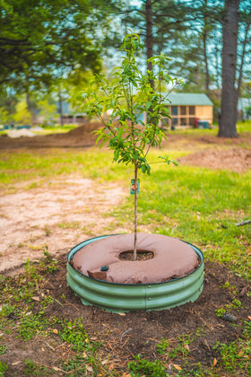 Vego garden eco-friendly design helps conserve water while nurturing trees.