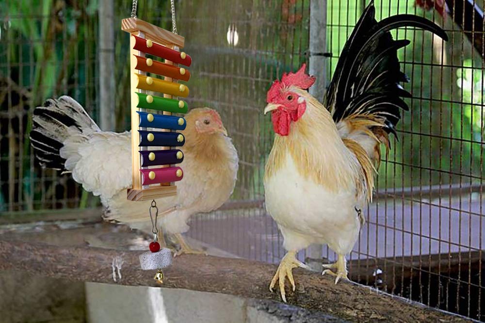 Vehomy chicken enrichment play action showing colorful xylophone in use.
