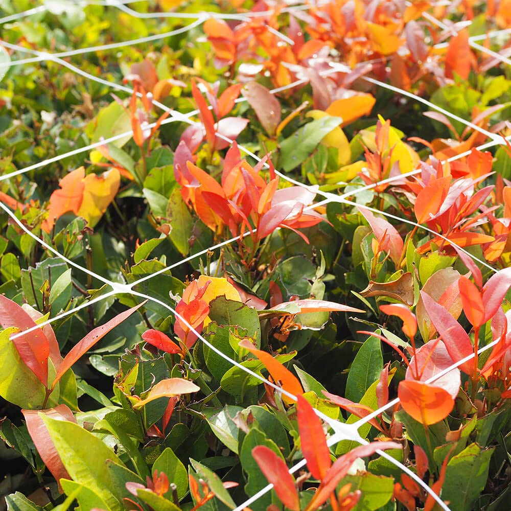 vensovo 47 inch wide by 328 foot long trellis net enables flexible garden layouts