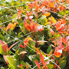 vensovo 47 inch wide by 328 foot long trellis net enables flexible garden layouts