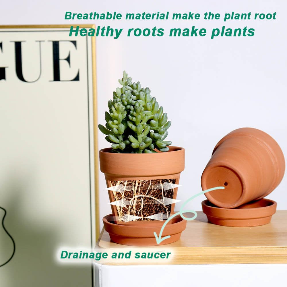 Vensovo succulent in terracotta pot demonstrates ideal 3-inch size.