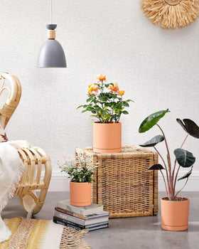 vensovo terracotta pot 5.93in larger option for small plants