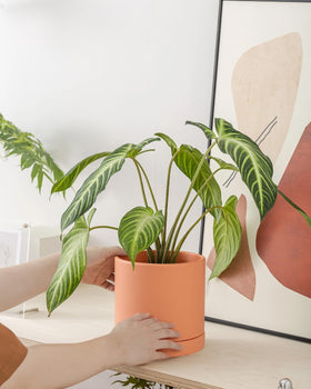 vensovo terracotta pot desktop display with stylish earthy tone