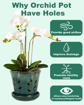 Vensovo versatile pot suited for orchids, succulents, and ferns indoors or outdoors.