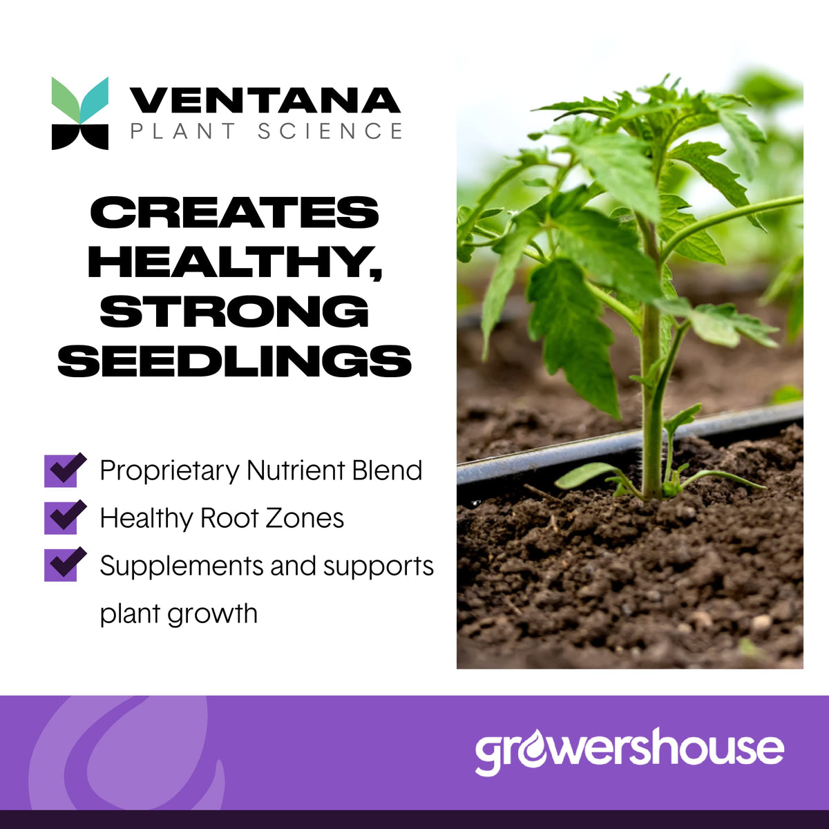 Ventana OrganiPlug delivers pH-balanced seedlings for easier transplanting
