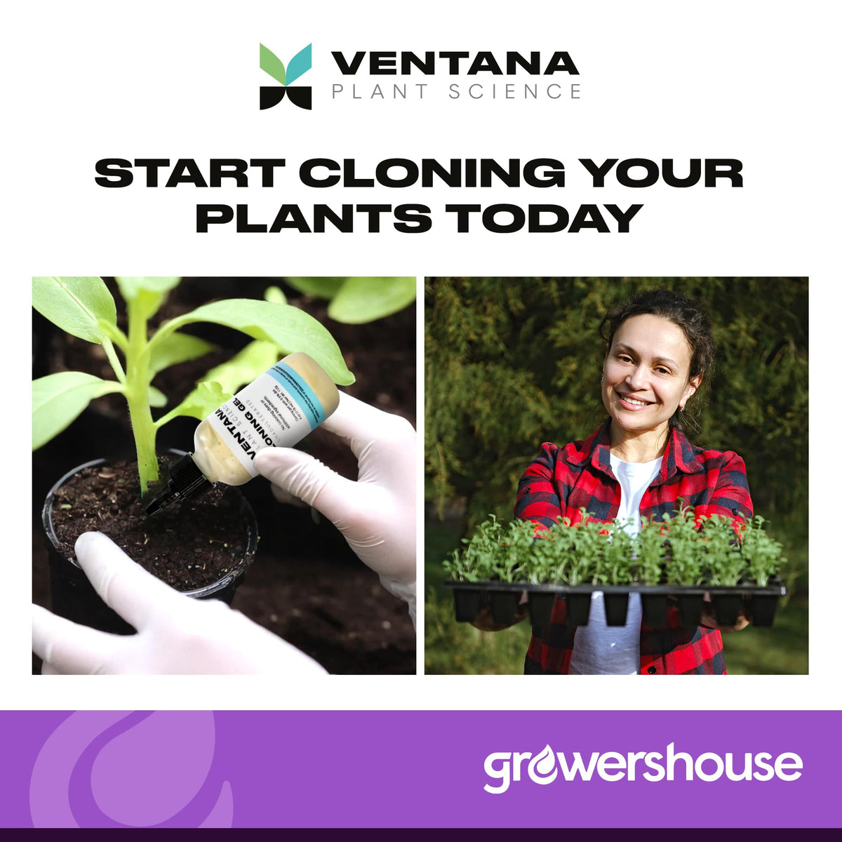 Ventana cloning gel is easy to apply in cloning workflows.