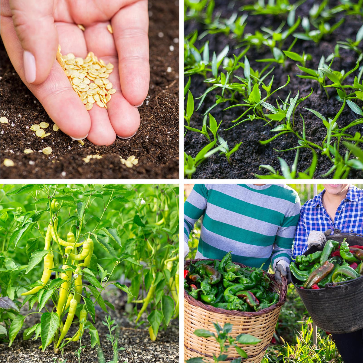 Verdant Vigor ghost cayenne jalapeño peppers variety close-up