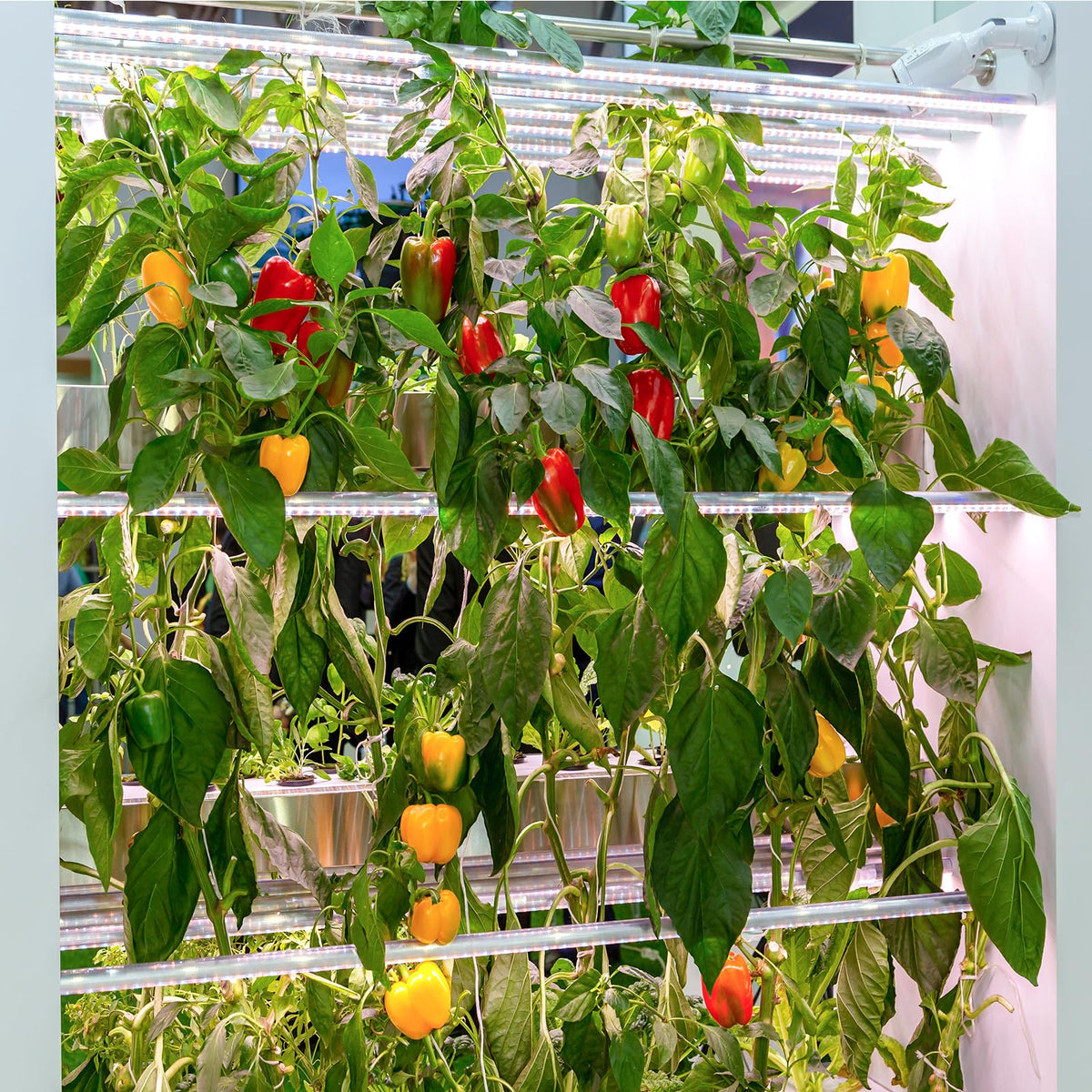 Verdant Vigor gift-ready pepper seeds perfect for gardeners and cooks
