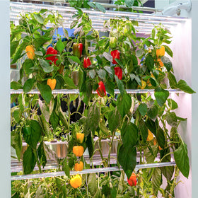 Verdant Vigor gift-ready pepper seeds perfect for gardeners and cooks