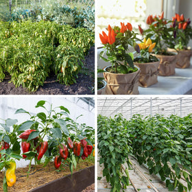 Verdant Vigor free plant markers included to track pepper varieties
