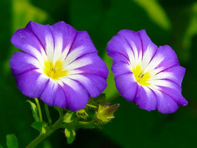 Non-GMO Seeds Of Strength offer garden diversity and reliable germination.