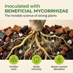 Mycorrhizae-enhanced Molly's Mix supports nutrient uptake for container plants