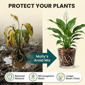 Mycorrhizae in Molly's Aroid Mix supporting root growth