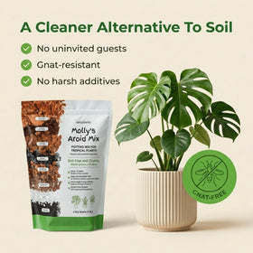 Veryplants Molly's Aroid Mix in a pot demonstrates cleaner, gnats-free indoor care.