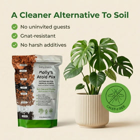 A lush indoor plant scene using Molly's Aroid Mix for easy care