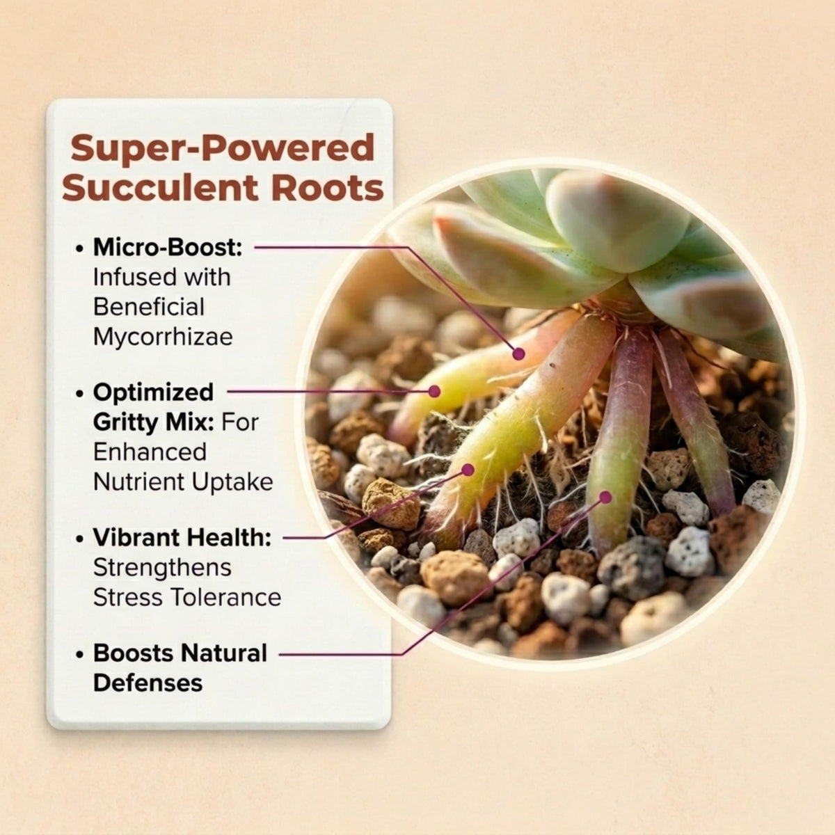 VeryPlants Molly's Succulent Mix bark fines add structure and moisture retention.